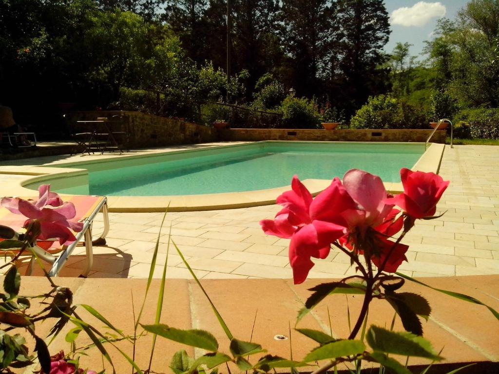 a swimming pool with a red flower in front of it at Villa Le Balze in Reggello