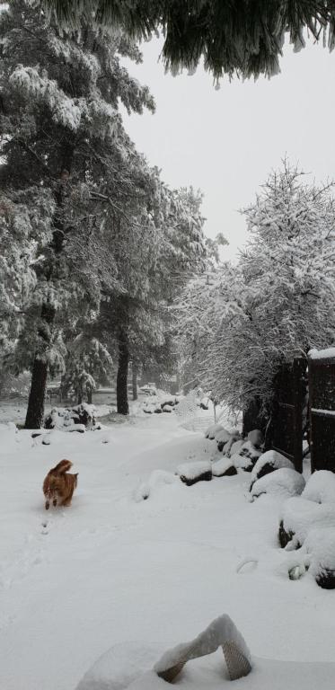 a cat walking through the snow in a park at Gate Away B&B Units - המקום באל רום in El-Rom