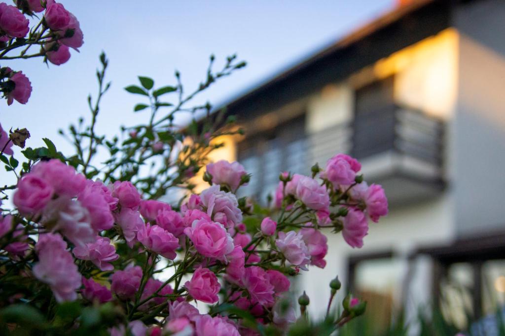 einen Busch rosa Blumen vor einem Gebäude in der Unterkunft A house, free parking, sauna in Koprivnica