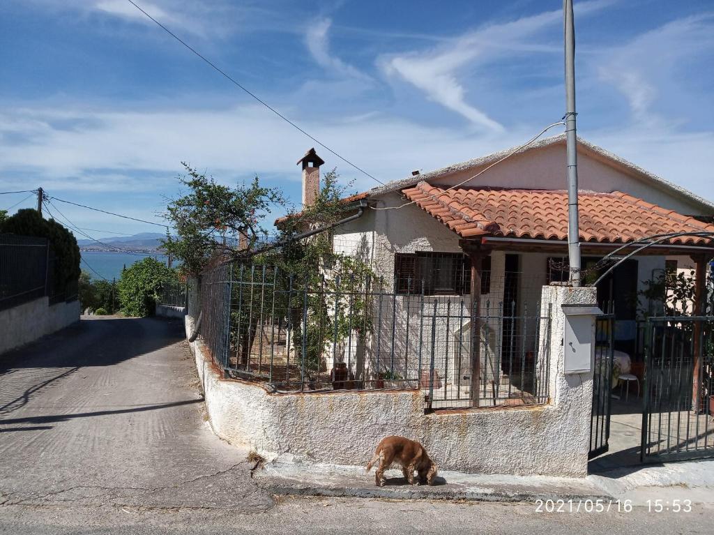a dog standing in the street next to a house at Sea view Dilesi in Dhílesi