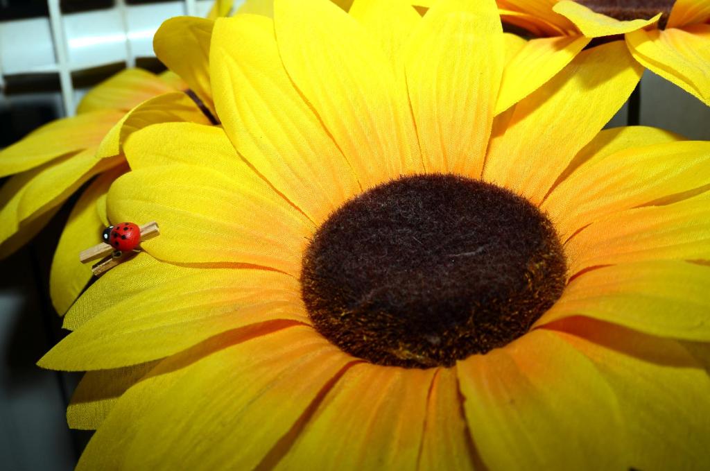 un girasol amarillo con un escarabajo rojo. en Dvosoban apartman u centru grada, en Biograd na Moru