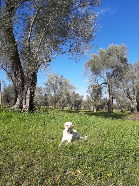 Fotografie z fotogalerie ubytování Tenuta Le Tre Querce v destinaci Seminara