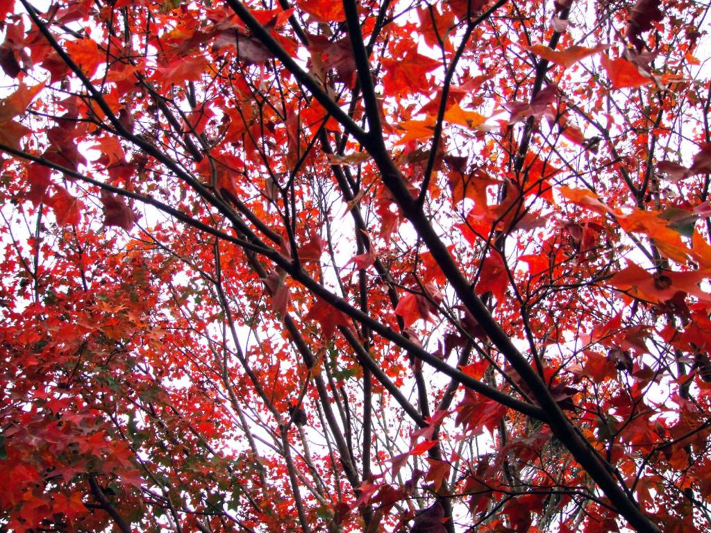 a group of red leaves on a tree at Li Jin Kuan Homestay in Nanzhuang