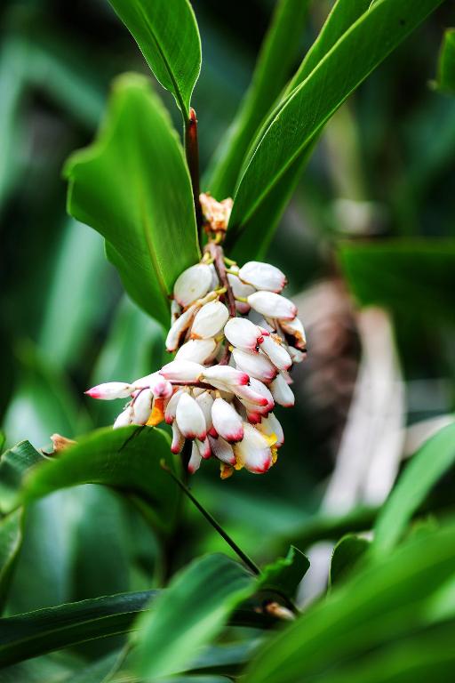 a bunch of white flowers hanging from a tree at Casinha 2 suites in Tiradentes