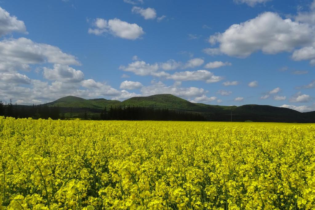 Borostyán Vendégház - One-Bedroom Apartment