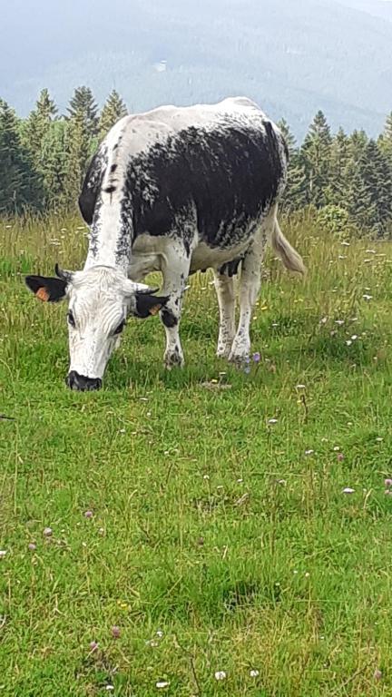 MUNSTER camping de la FECHT – photo 17