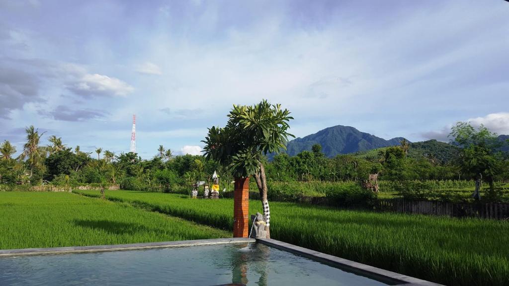 班尤温当Umma Bali Menjangan Retreat的稻田中间的棕榈树