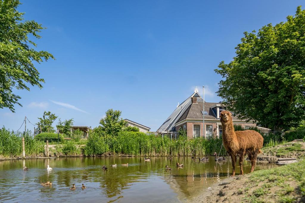 una llama parada en el agua frente a una casa en Recreatieboerderij Hoeve Noordveld, en Oude Bildtzijl