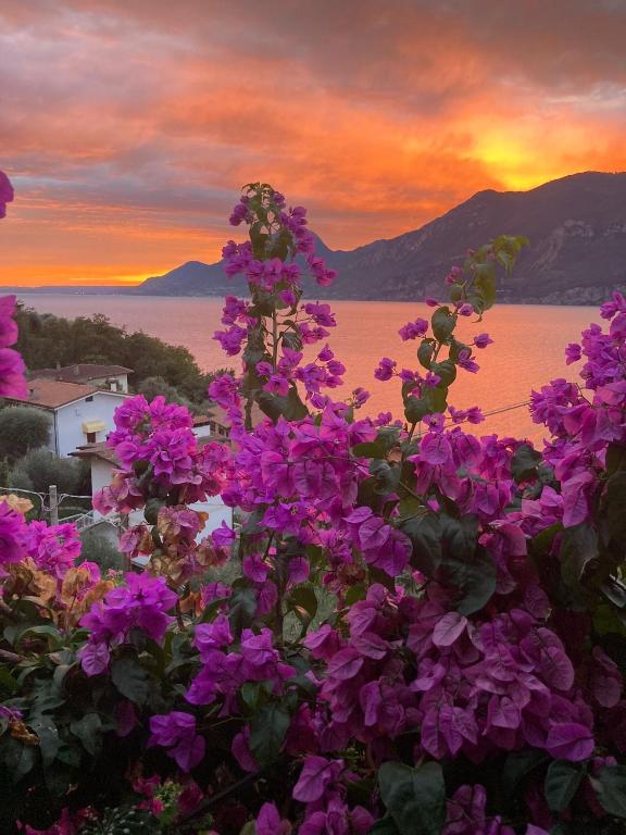 a bush of purple flowers with a sunset in the background at Le Due Terrazze in Brenzone sul Garda