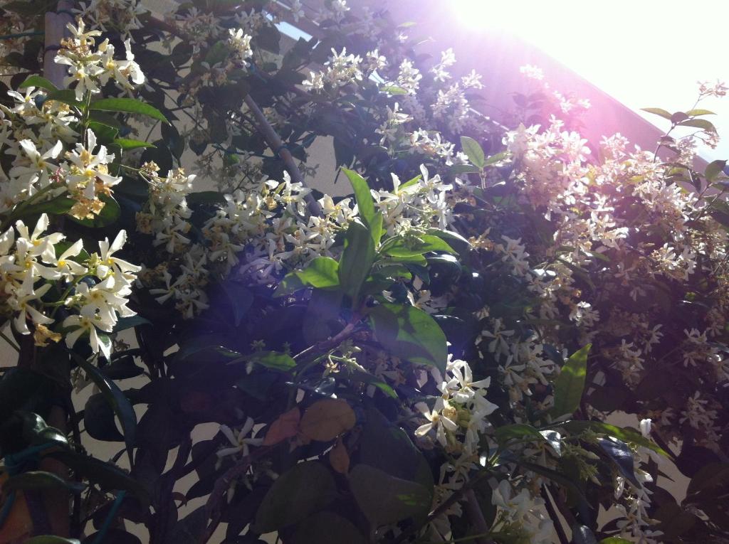A garden outside Maree Hotel