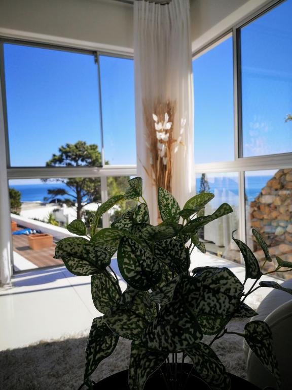a green plant sitting in a room with windows at Diamond House Guesthouse in Cape Town