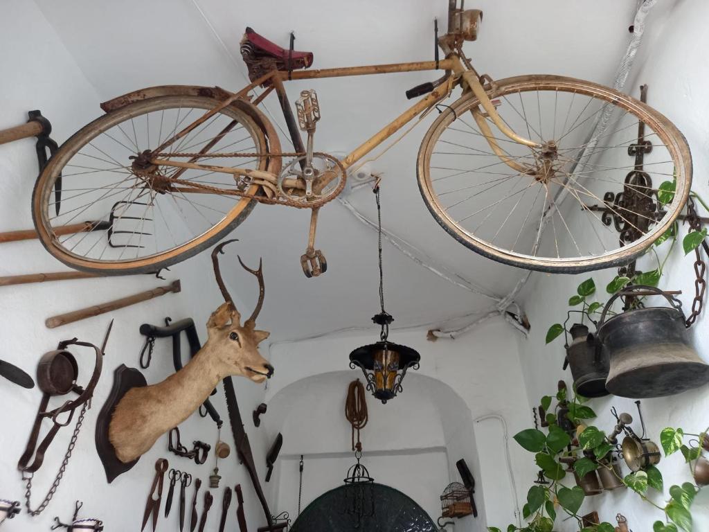 Jízda na kole v ubytování Casa Museo Jerez Centro nebo okolí