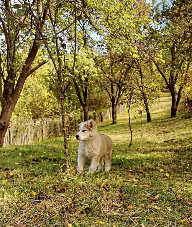 Domácí mazlíčci ubytovaní s hosty v ubytování Doftana Apartaments