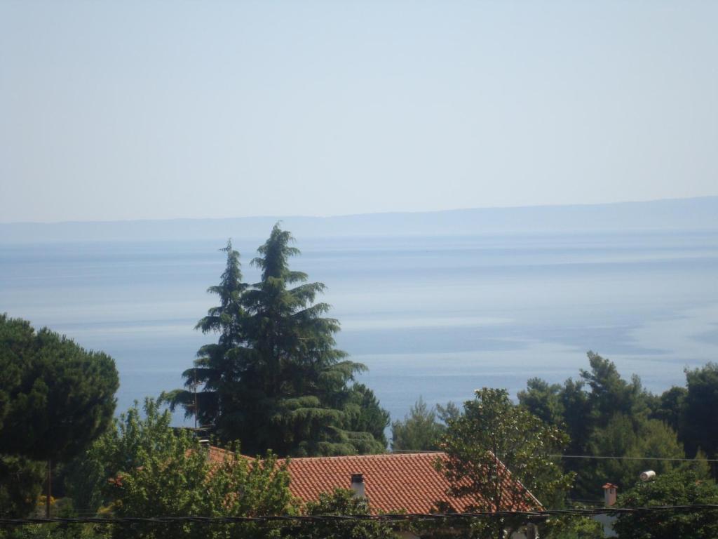 a large pine tree towering over a house at Avra Ηouse in Kriopigi