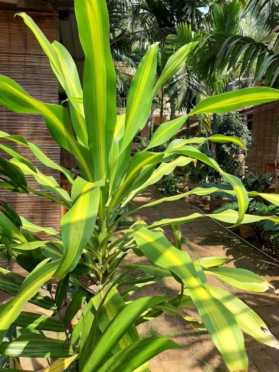 Agonda Holiday Home - Huts De CA De Lujo