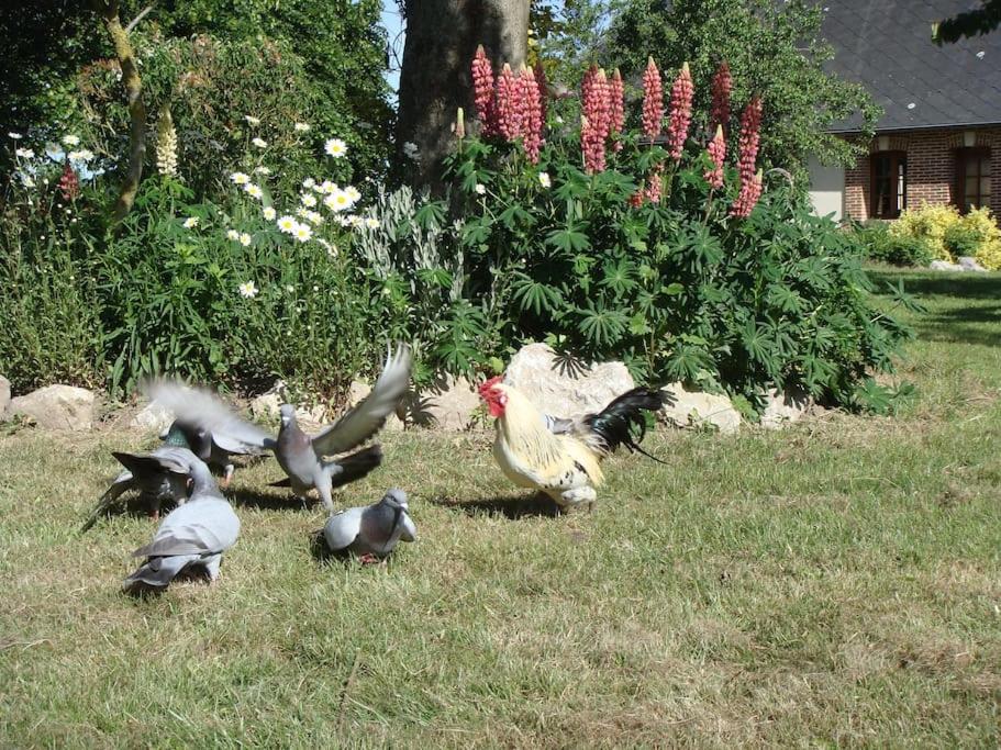 Zahrada ubytování les coquelicots