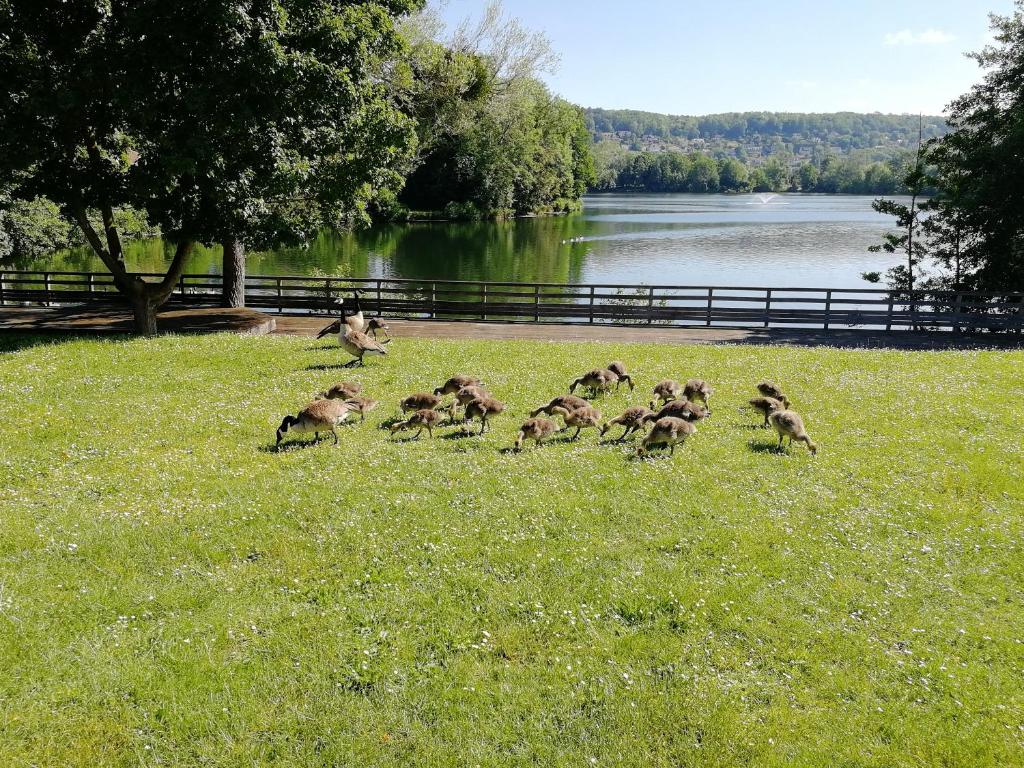 grupa kaczek biegających po trawie w pobliżu jeziora w obiekcie LOUE MAISON ENTIÈRE PROPRE, Endroit calme, à 5 minutes gare mantes la jolie w mieście Mantes-la-Jolie