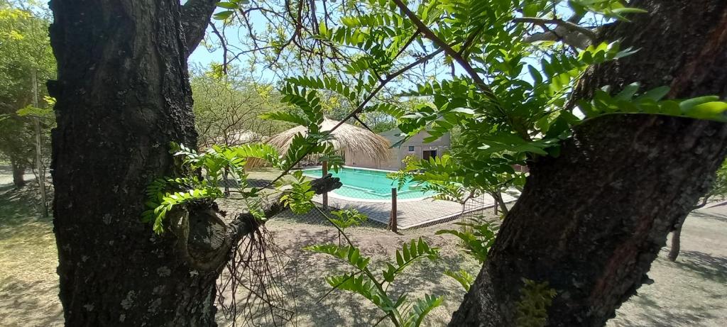 a view of a swimming pool through a tree at Complejo Megevand in Río Ceballos