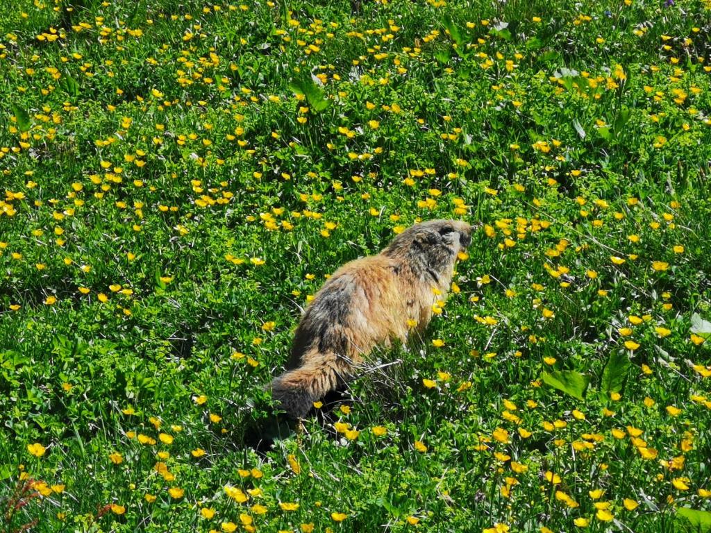 a bird is standing in a field of flowers at Chalet Emilie in Courchevel
