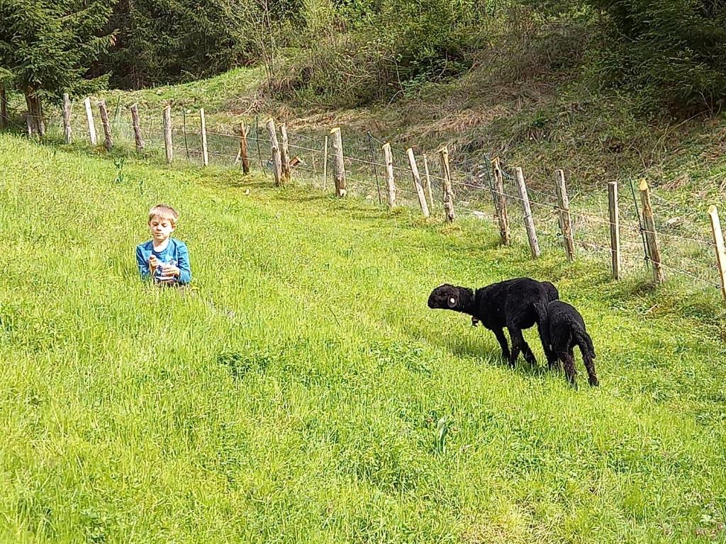 Domácí mazlíčci ubytovaní s hosty v ubytování Ferienwohnungen Weberbauer