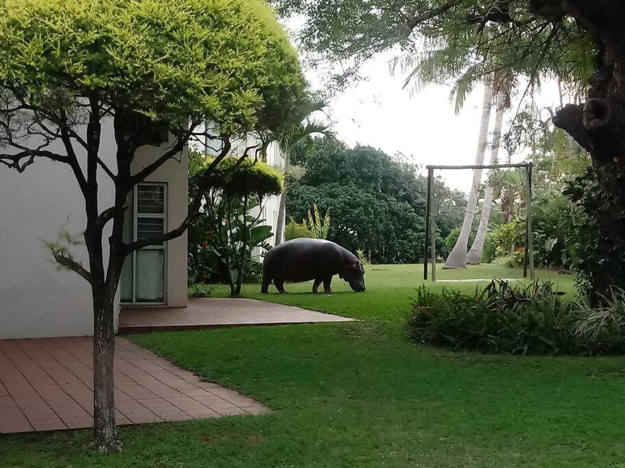 a large pig walking in the grass near a building at The Bridge nr 13 in St Lucia
