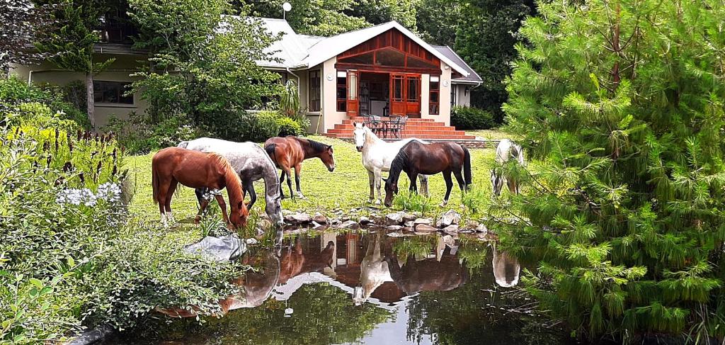 een groep paarden die voor een huis staan bij Timeless in Hogsback