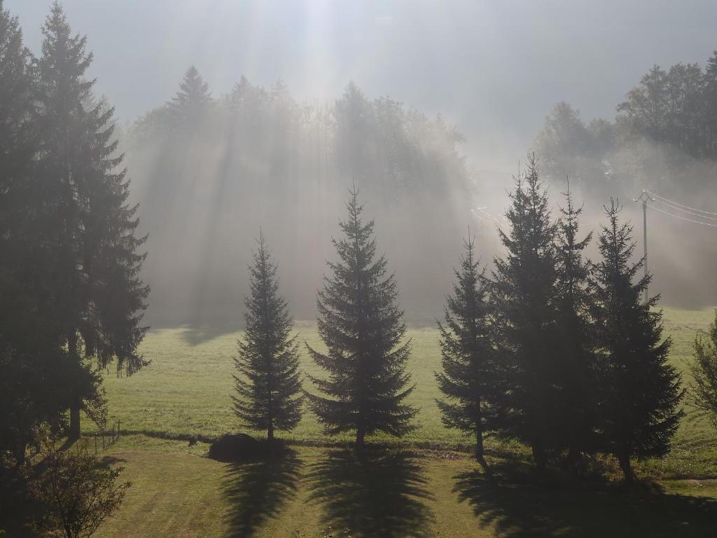 un grupo de árboles en un campo en la niebla en Gîte Vallée Verte, en Burdignin