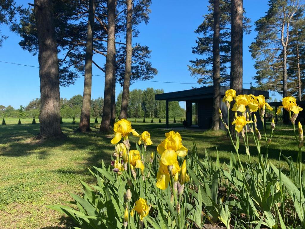 Villa Männituka Suvetuba في Kirikuküla: حفنة من الزهور الصفراء في حقل مع الأشجار