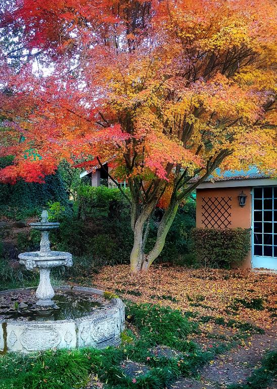 Zahrada ubytování Birches Cottage & the Willows Garden Room