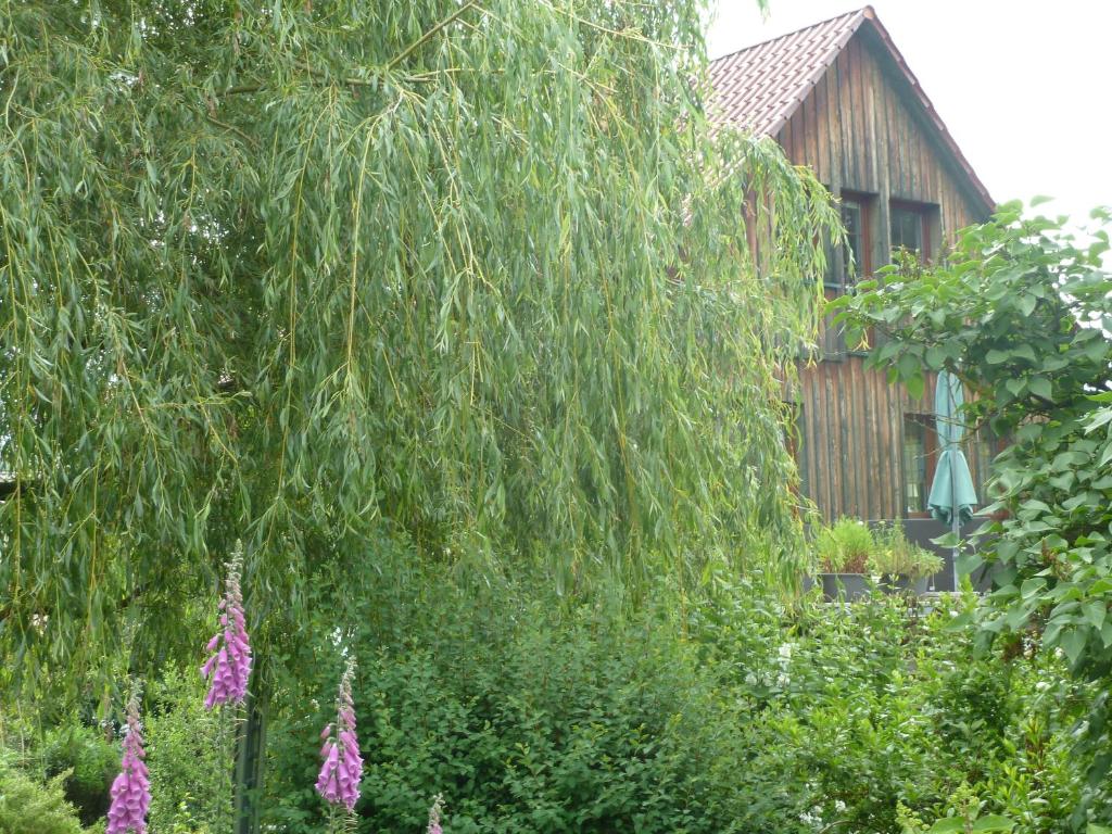 un saule pleureur avec des fleurs roses dans un jardin dans l'établissement Ferienwohnung Lotti, à Brotterode