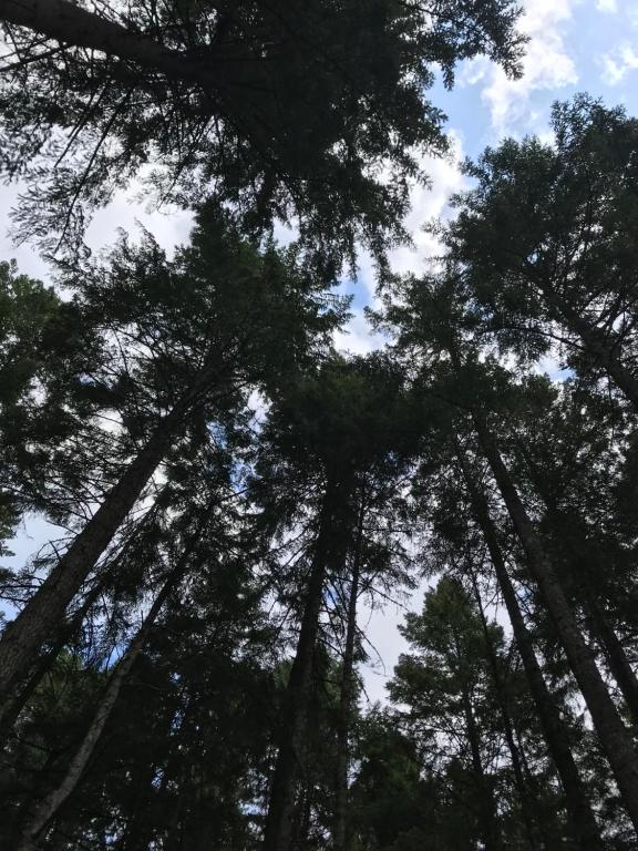 a view of the tops of trees in a forest at Five Elements Lodge B&B with Outdoor Spa in Fernwood