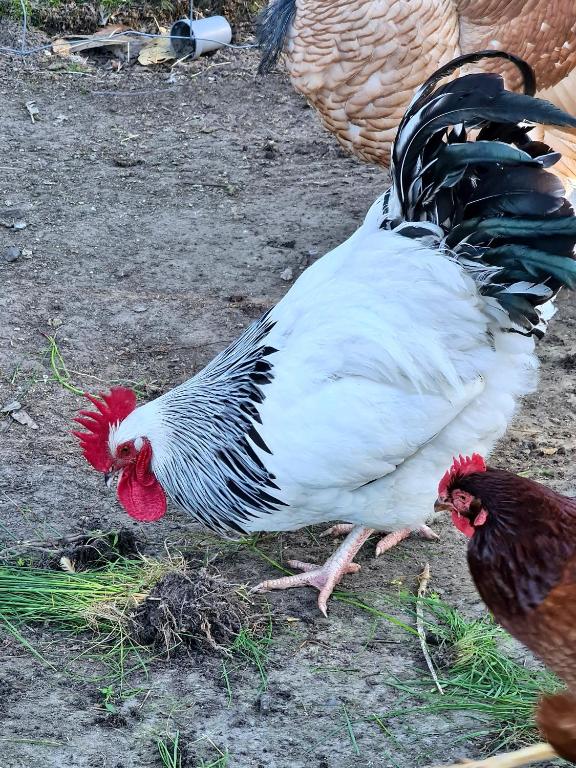 Zvířata v rezortu nebo okolí