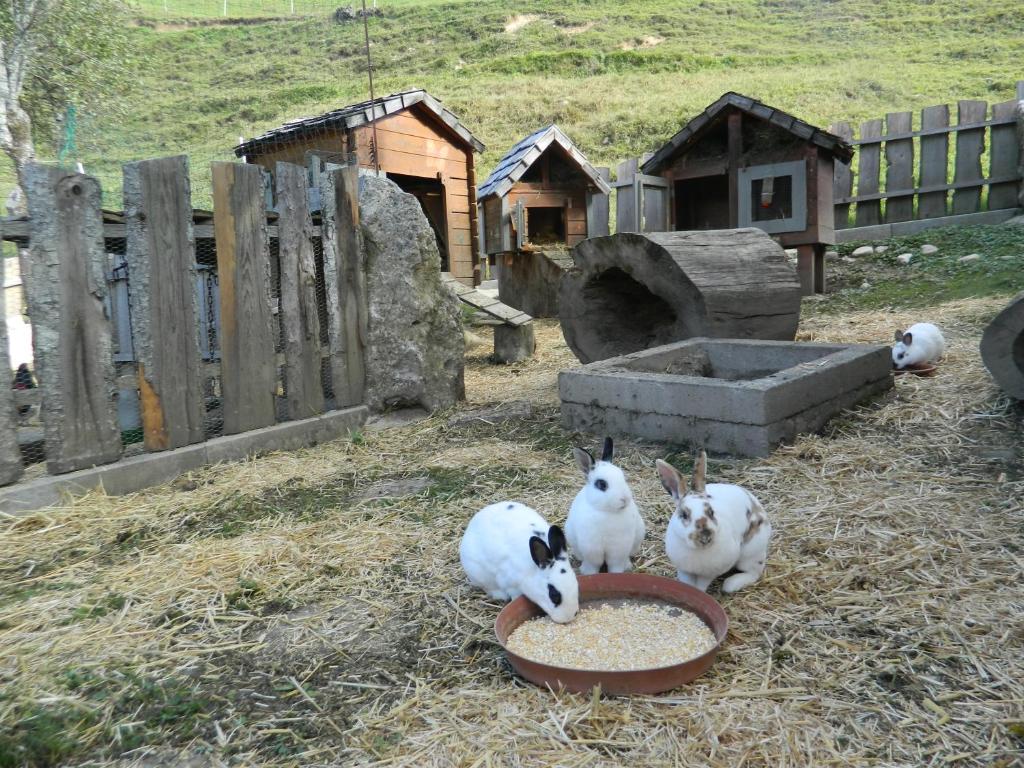 Zvířata v apartmánu nebo okolí