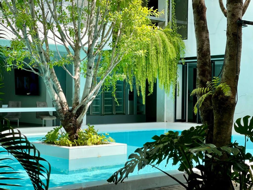 A planted courtyard pool with a mature tree growing from its central island.