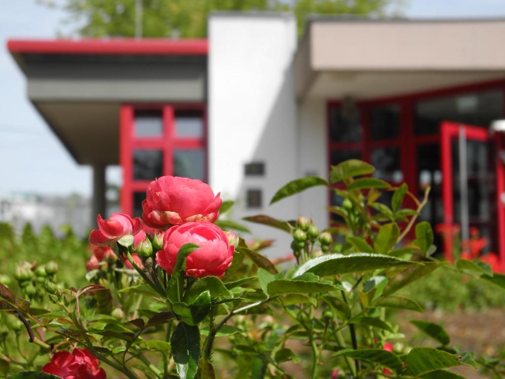 Zahrada ubytování Rosen-Hotel