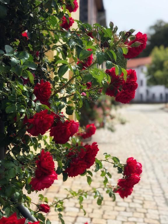 Zahrada ubytování Rosen-Hotel