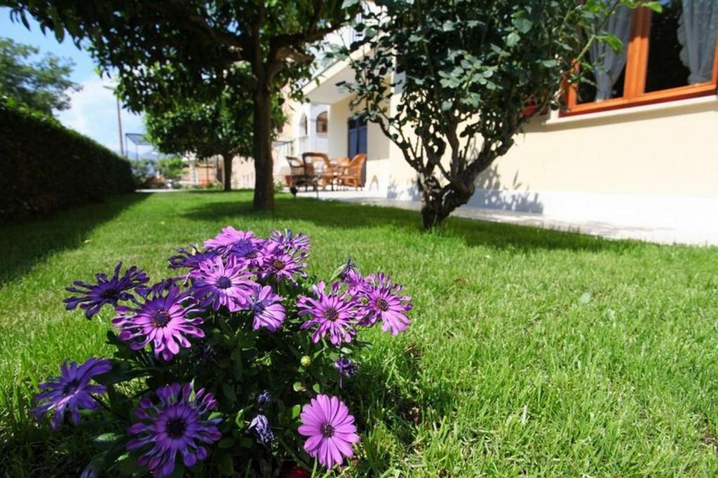 a bunch of purple flowers in the grass at Antares Apartments in Cavtat