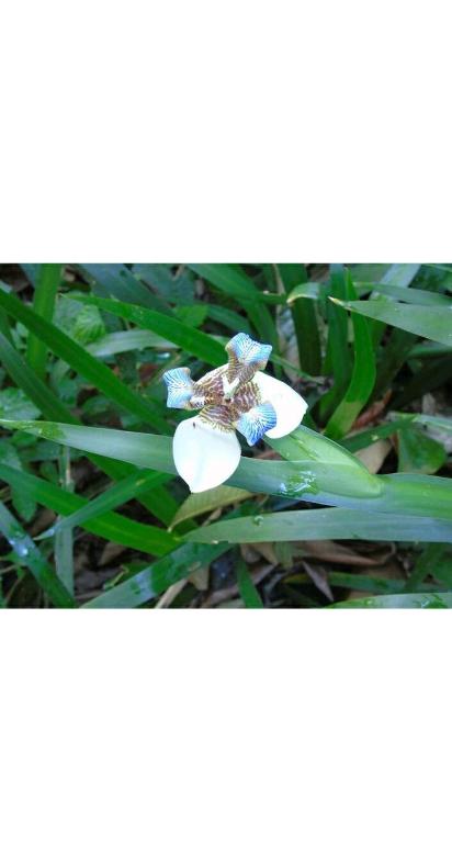 Fotografie z fotogalerie ubytování Jardín de Naipí v destinaci Puerto Iguazú