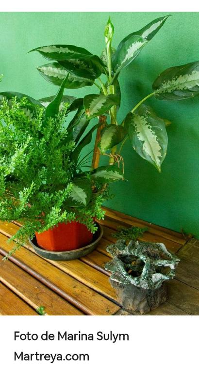 Fotografie z fotogalerie ubytování Jardín de Naipí 2 v destinaci Puerto Iguazú