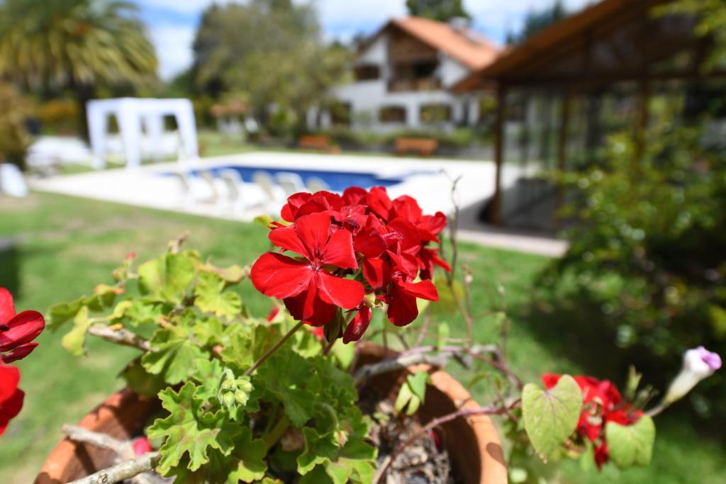 una flor roja en una olla en un patio en Quinta La Constanza, en Tababela