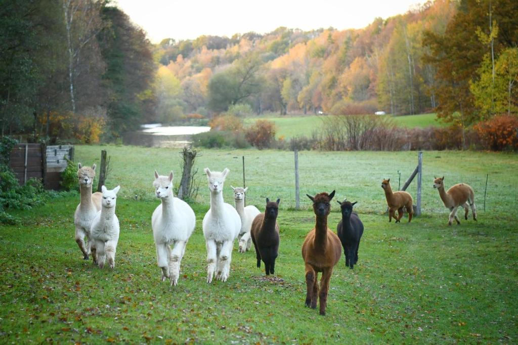 un grupo de ovejas y caballos caminando por un campo en Alpakas im Chemnitztal, en Taura