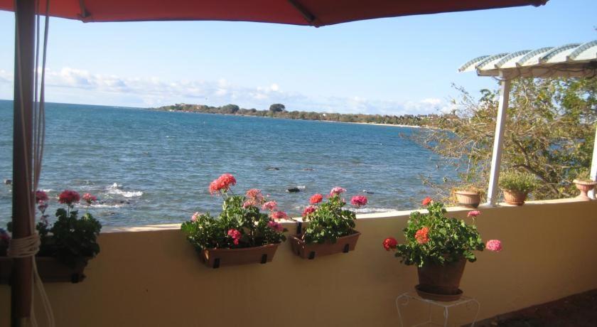 three potted flowers on a ledge next to the water at Le cactus guesthouse in Terre Rouge