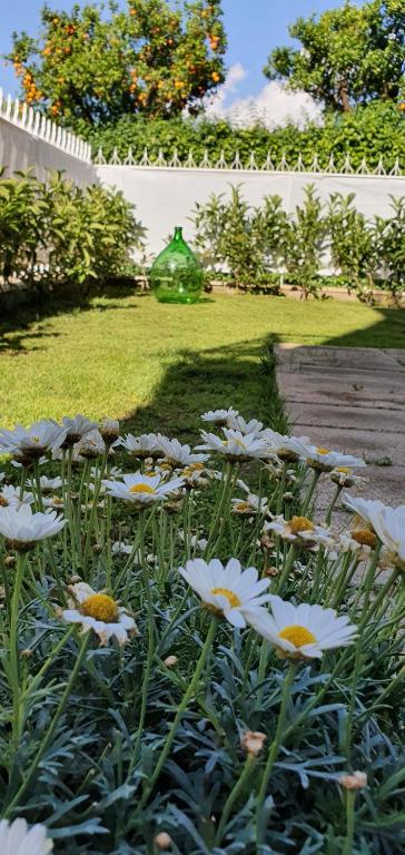 A garden outside Maison Ligea