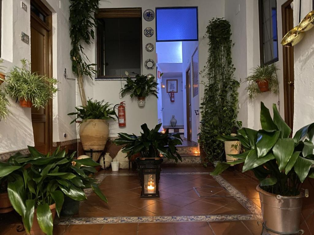 a hallway with potted plants and a blue light at Pension San Pancracio in Seville