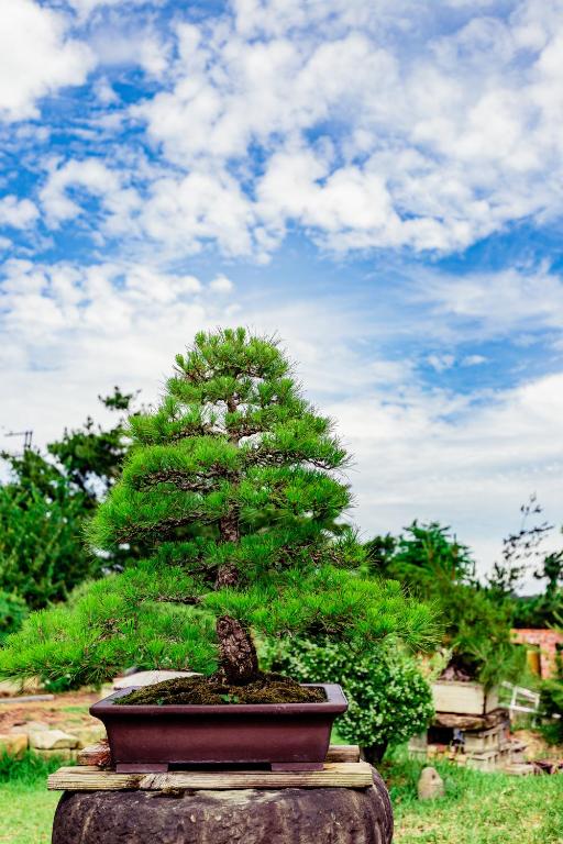Zahrada ubytování Cui Song Yuan Homestay