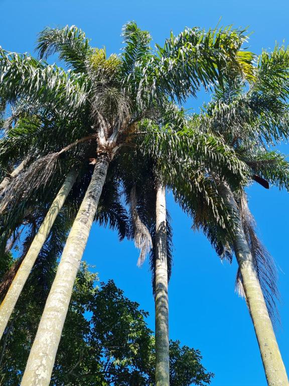 two palm trees with the sky in the background at Pousada Por do Sol in Ilhabela