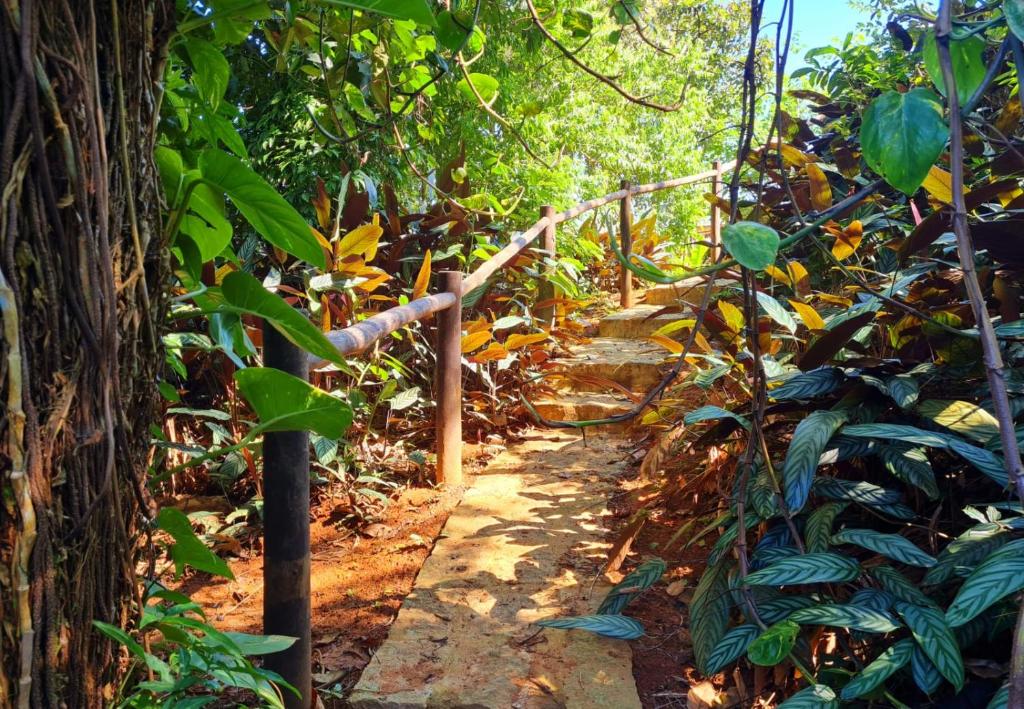 a path in the middle of a forest at Pousada Por do Sol in Ilhabela