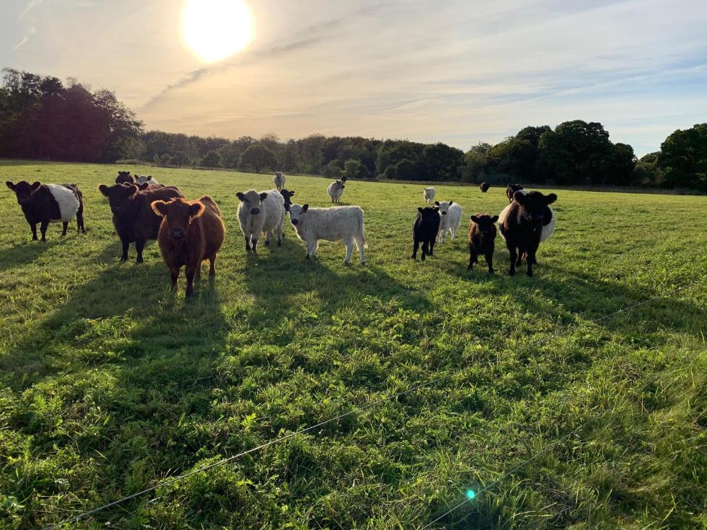 a herd of cows standing in a field at Skippergaarden in Præstø
