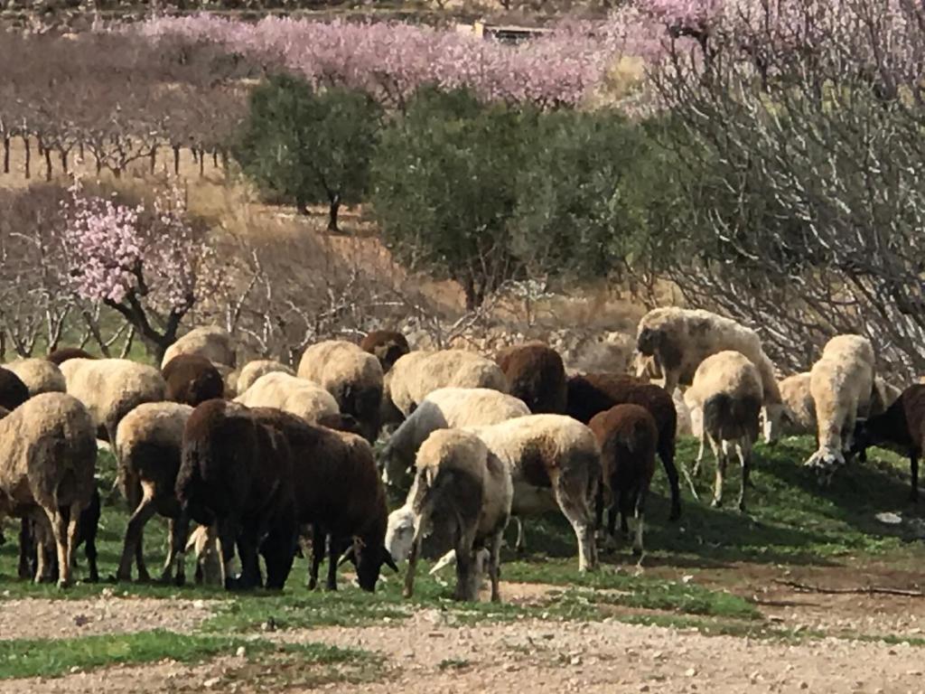 Kép La Bodega de Lola szállásáról Alcublas városában a galériában