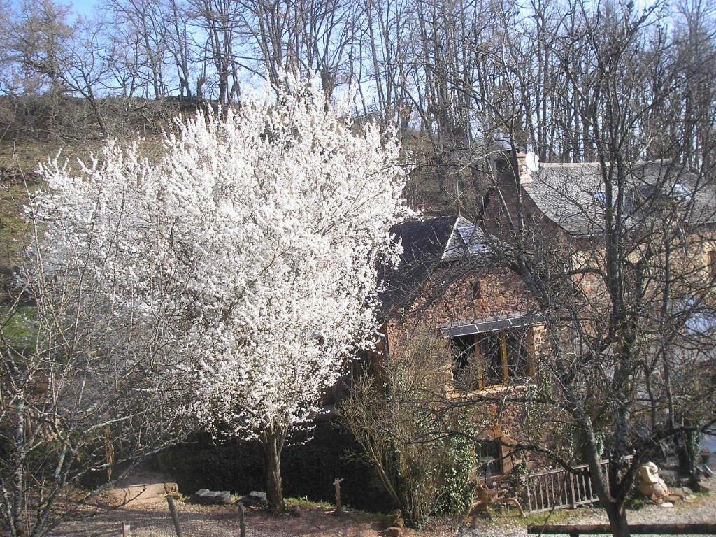 Valady的住宿－grange rénovée en pleine nature，屋前有白色花的树